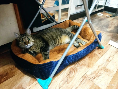 Best Beds