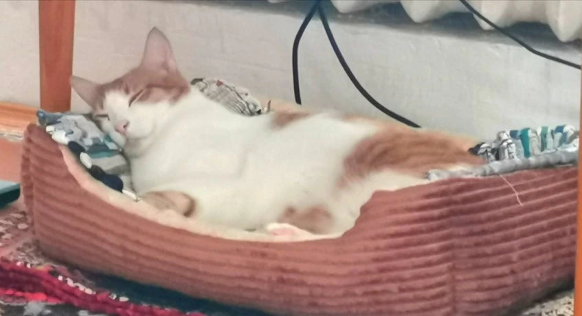 Best Beds